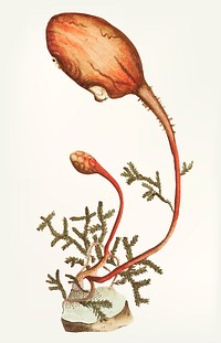 Vintage illustration of sea tulip
