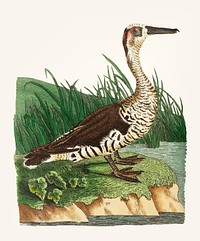 Vintage illustration of fasciated duck