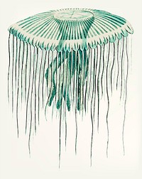 Vintage illustration of jellyfish