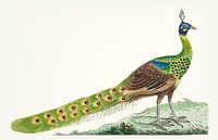 Vintage illustration of spike-crested peacock