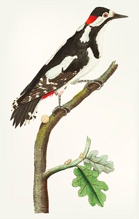 Vintage illustration of greater spotted wood-pecker