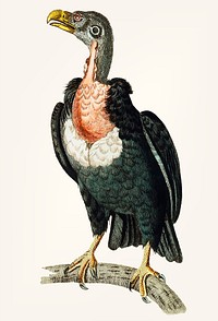 Vintage illustration of black vulture