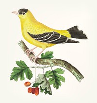 Vintage illustration of golden finch