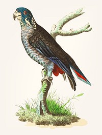 Vintage illustration of blackish parrot