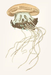 Vintage illustration of Crown Jellyfish