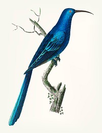 Vintage illustration of blue promerops
