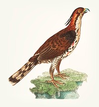 Vintage illustration of falcon