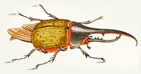Vintage illustration of hercules beetle