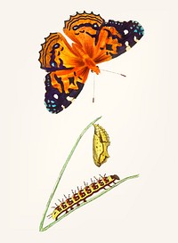 Vintage illustration of american painted lady butterfly