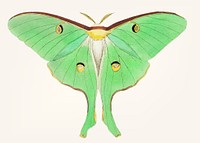 Vintage illustration of large pea-green phalaena