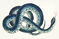 Vintage illustration of wampum snake