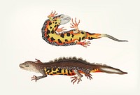 Vintage illustration of newt