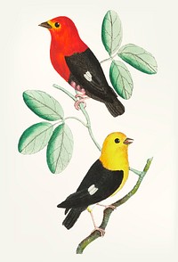 Vintage illustration of manakin