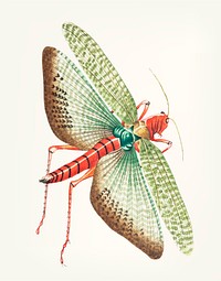 Vintage illustration of egyptian locust
