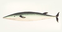 Vintage illustration of Rostrated whale