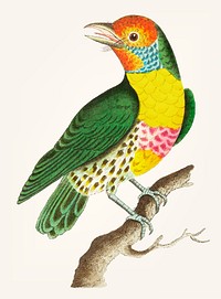 Vintage illustration of green barbet