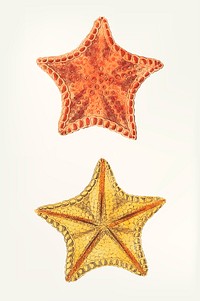 Vintage illustration of starfish