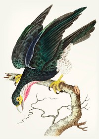 Vintage illustration of purple throated falcon