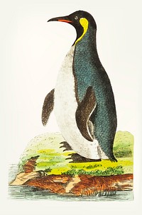 Vintage illustration of cinereous-brown penguin