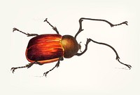 Vintage illustration of long-armed beetle