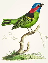 Vintage illustration of green tanager