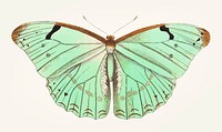 Vintage illustration of laertes butterfly