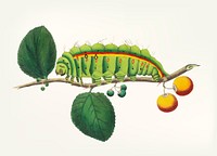 Vintage illustration of a caterpillar