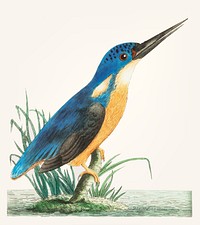 Vintage illustration of deep blue kingfisher