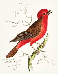 Vintage illustration of flycatcher