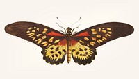 Vintage illustration of leona butterfly
