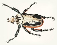 Vintage illustration of fork headed beetle
