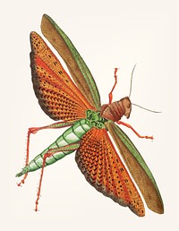 Vintage illustration of imperial locust