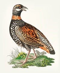 Vintage illustration of francolin partridge