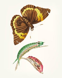 Vintage illustration of cassia butterfly