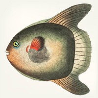 Vintage illustration of Short Sun-fish