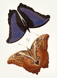Vintage illustration of automedon giant owl butterflies