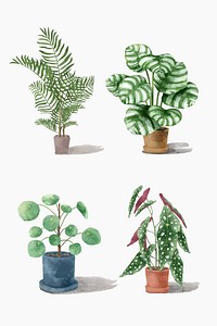 Botanical watercolor plant illustration set