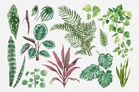 Watercolor psd botanical plant set