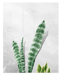 Sansevieria zeylanica leaf isolated on white background