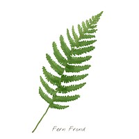 Fern frond leaf isolated on white background