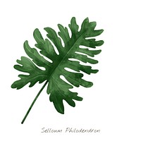 Selloum Philodendron leaf isolated on white background