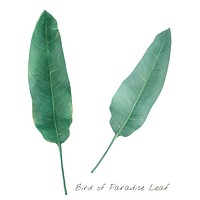 Bird of paradise leaf isolated on white background