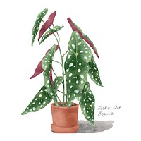 Watercolor polka dot begonia leaf tropical illustration