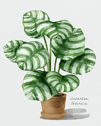 Calathea orbifolia leaf psd watercolor botanical