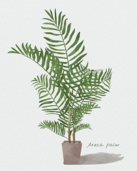 Watercolor areca palm leaf psd botanical