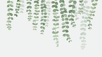 Eucalyptus HD wallpaper, hanging plant on a white background