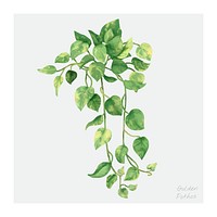 Watercolor devil&#39;s ivy botanical illustration