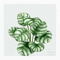 Calathea orbifolia psd watercolor botanical