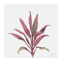 Watercolor ti plant botanical illustration