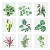 Collection of hand-drawn ornamnetal plants isolated on white background
